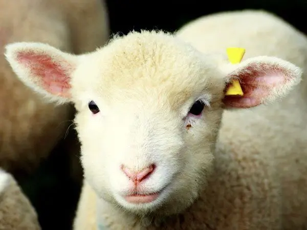 افت قیمت دام زنده امروز چهارشنبه ۷ آبان ۱۴۰۴ + جدول