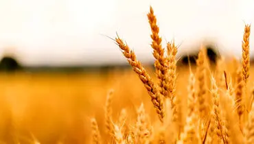نیاز گندم کشور تا پایان سال تأمین شد