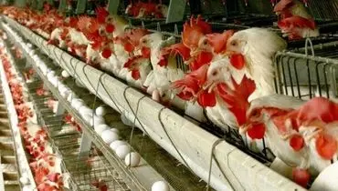 بازار مرغ در آستانه گرانی و کمبود؛ اختلال در تأمین نهاده‌های دامی
