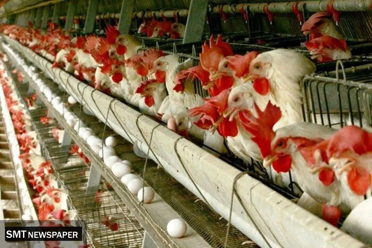 بازار مرغ در آستانه گرانی و کمبود؛ اختلال در تأمین نهاده‌های دامی