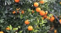 حال خوش باغداران؛ از رونق بازار تا ورود به بازارهای جهانی