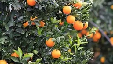 حال خوش باغداران؛ از رونق بازار تا ورود به بازارهای جهانی