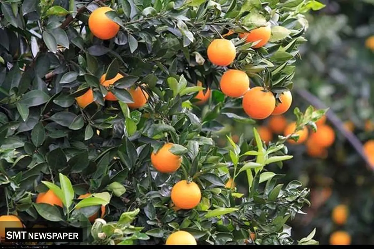 حال خوش باغداران؛ از رونق بازار تا ورود به بازارهای جهانی