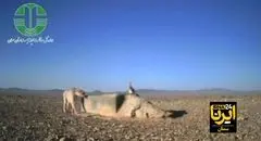 اتفاق نادر از دیدار یوزپلنگ و گور آسیایی در یک قاب + فیلم