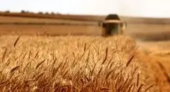 اصلاح قیمت خرید تضمینی گندم به کجا رسید؟