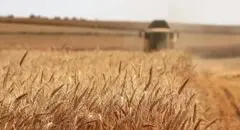 اصلاح قیمت خرید تضمینی گندم به کجا رسید؟