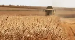 اصلاح قیمت خرید تضمینی گندم به کجا رسید؟