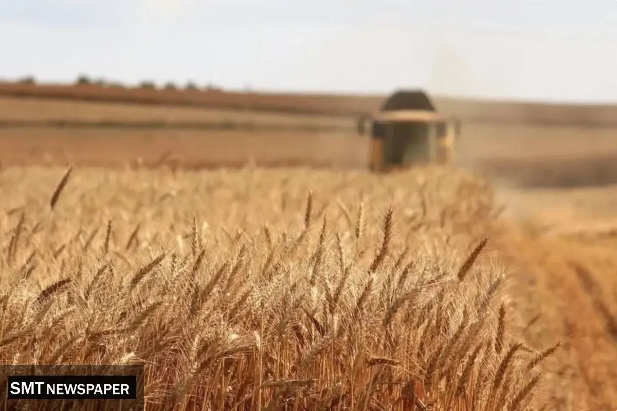 اصلاح قیمت خرید تضمینی گندم به کجا رسید؟