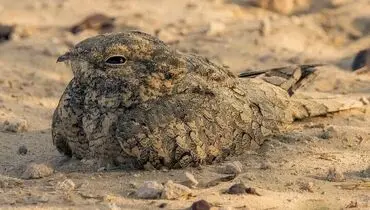 شبگرد مصری پس از ۶۰ سال به گیلان بازگشت  + عکس