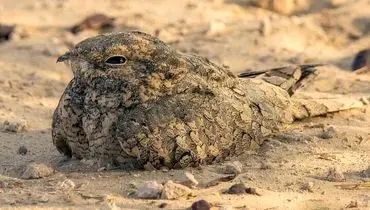 شبگرد مصری پس از ۶۰ سال به گیلان بازگشت  + عکس