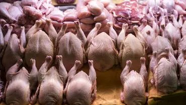 قیمت روز انواع مرغ دوشنبه ۱۶ تیر ۱۴۰۴