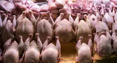 قیمت روز انواع مرغ دوشنبه ۱۶ تیر ۱۴۰۴