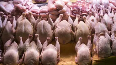 قیمت روز انواع مرغ دوشنبه ۱۶ تیر ۱۴۰۴