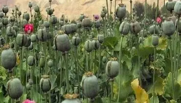 مجازات سنگین در انتظار متخلفان کشت غیرقانونی خشخاش