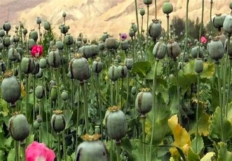 مجازات سنگین در انتظار متخلفان کشت غیرقانونی خشخاش