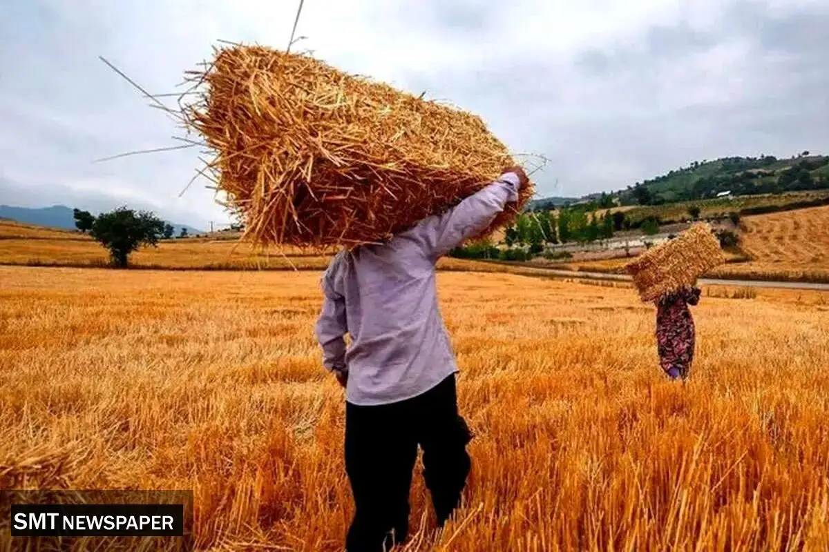 واریز ۷,۵۰۰ میلیارد تومان به حساب گندم‌کاران