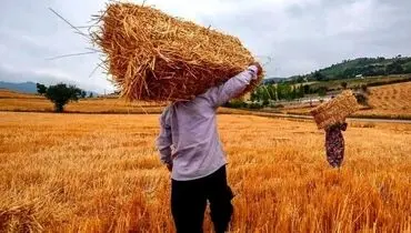 واریز ۷,۵۰۰ میلیارد تومان به حساب گندم‌کاران