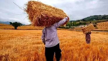 زمان تعیین قیمت جدید گندم اعلام شد