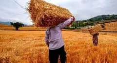 واریز ۷,۵۰۰ میلیارد تومان به حساب گندم‌کاران