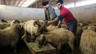 قیمت دام زنده امروز دوشنبه ۸ دی ۱۴۰۴ + جدول