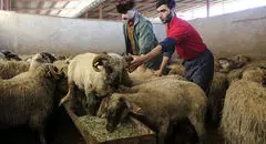 قیمت دام زنده امروز دوشنبه ۸ دی ۱۴۰۴ + جدول