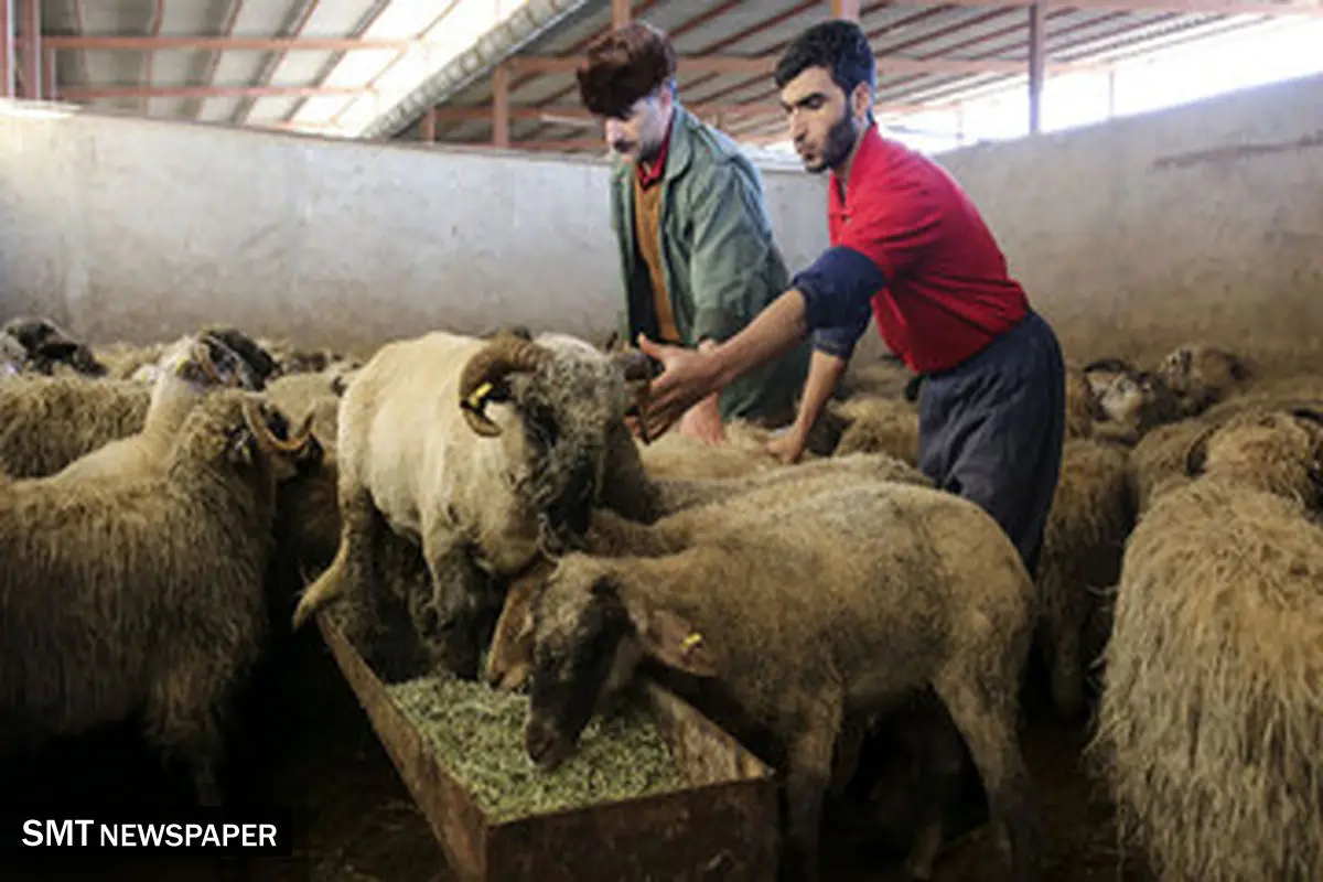 قیمت دام زنده امروز دوشنبه ۸ دی ۱۴۰۴ + جدول