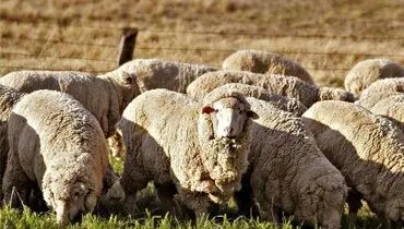 قیمت دام زنده ۲۷ فروردین ۱۴۰۴ | گوشت گوسفندی گران شد؟