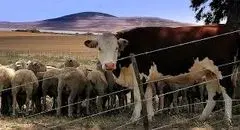 جدول جدید قیمت دام زنده در دوشنبه ۱۶ تیر ۱۴۰۴ منتشر شد
