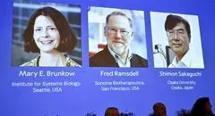 نوبل پزشکی ۲۰۲۵ به سه دانشمند پیشگام در ایمنی محیطی رسید