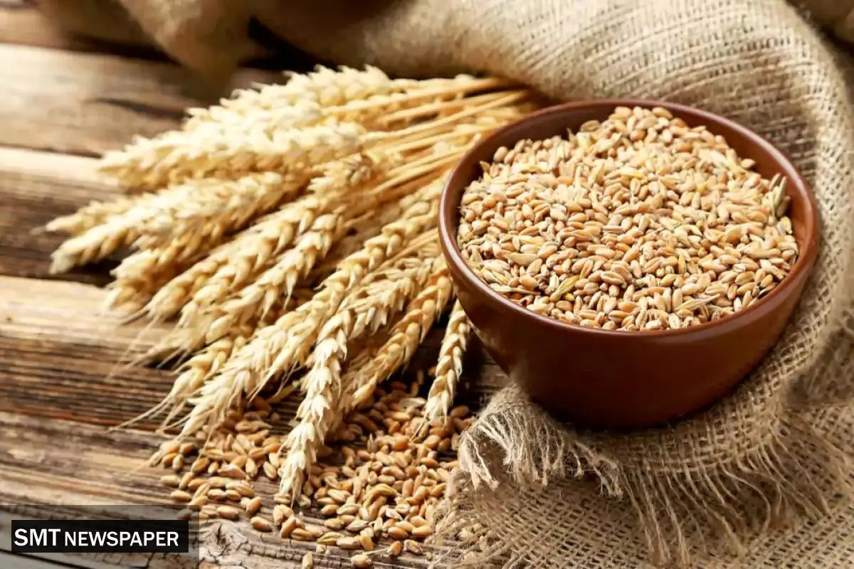 خبر مهم برای گندمکاران | قیمت منطقی گندم مشخص شد