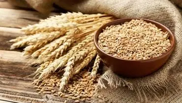 خبر مهم برای گندمکاران |‌ قیمت منطقی گندم مشخص شد 