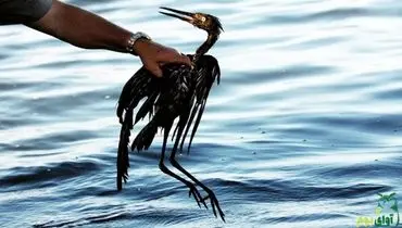 تبدیل تالاب به گودال مرگ پرندگان