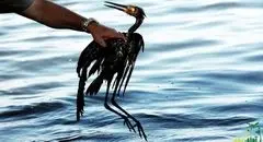 تبدیل تالاب به گودال مرگ پرندگان