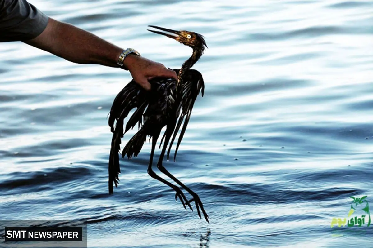 تبدیل تالاب به گودال مرگ پرندگان