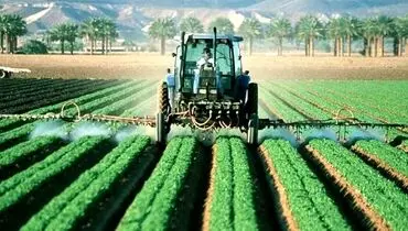 گندمکاران زیر چتر حمایتی دولت