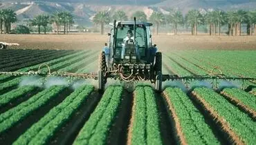گندمکاران زیر چتر حمایتی دولت