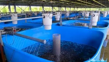 تاثیر اکسیژن‌دهی اصولی بر ضریب تبدیل خوراک؛ راهنمای انتخاب تجهیزات هوادهی