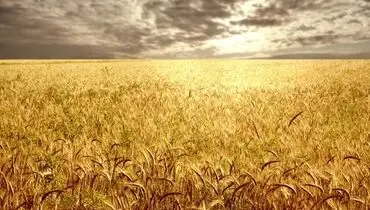 قیمت واقعی گندم اعلام شد/ گندمکاران بخوانند 