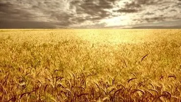 دلالان برندگان دوئل دولت و گندمکاران
