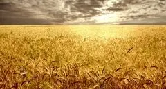 دلالان برندگان دوئل دولت و گندمکاران