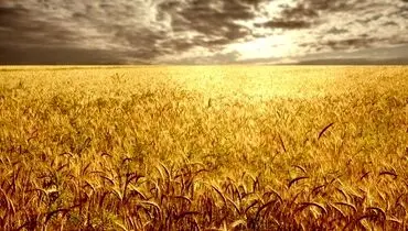 دلالان برندگان دوئل دولت و گندمکاران