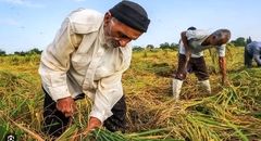 هرمزگان، مستعد در کرانه و پسکرانه