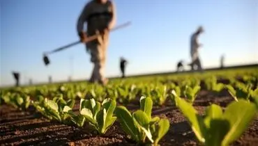 حتی توان تامین نهاده‌ها را هم نداریم