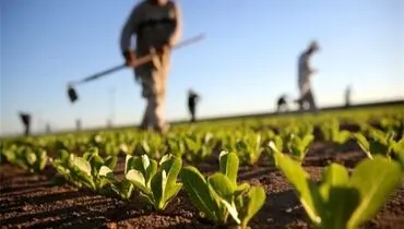 حتی توان تامین نهاده‌ها را هم نداریم
