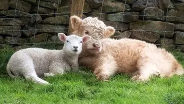 قیمت بروز دام زنده ؛ چهارشنبه ۱۴ آبان ۱۴۰۴ + جدول