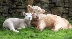 قیمت بروز دام زنده ؛ چهارشنبه ۱۴ آبان ۱۴۰۴ + جدول