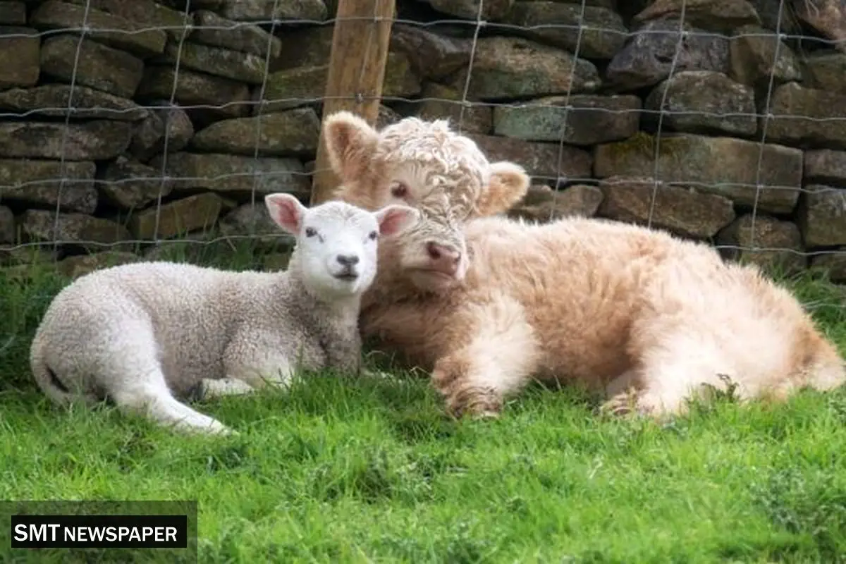 قیمت بروز دام زنده ؛ چهارشنبه ۱۴ آبان ۱۴۰۴ + جدول