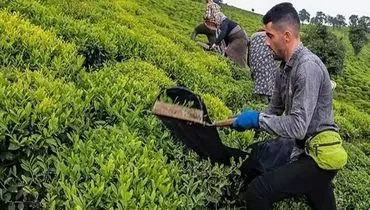 خبر خوش برای چایکاران | ۶۰ درصد مطالبات تسویه شد