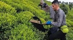 خبر خوش برای چایکاران | ۶۰ درصد مطالبات تسویه شد