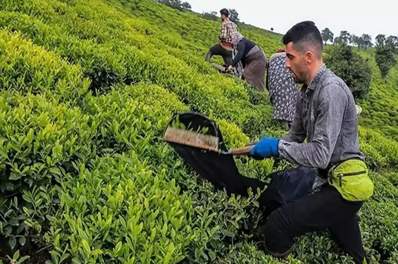 خبر خوش برای چایکاران | ۶۰ درصد مطالبات تسویه شد